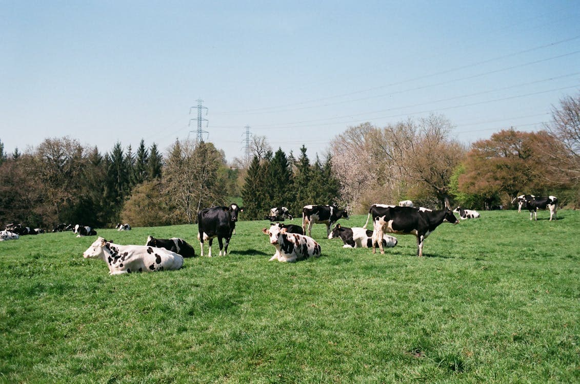 De la Ferme à la Table