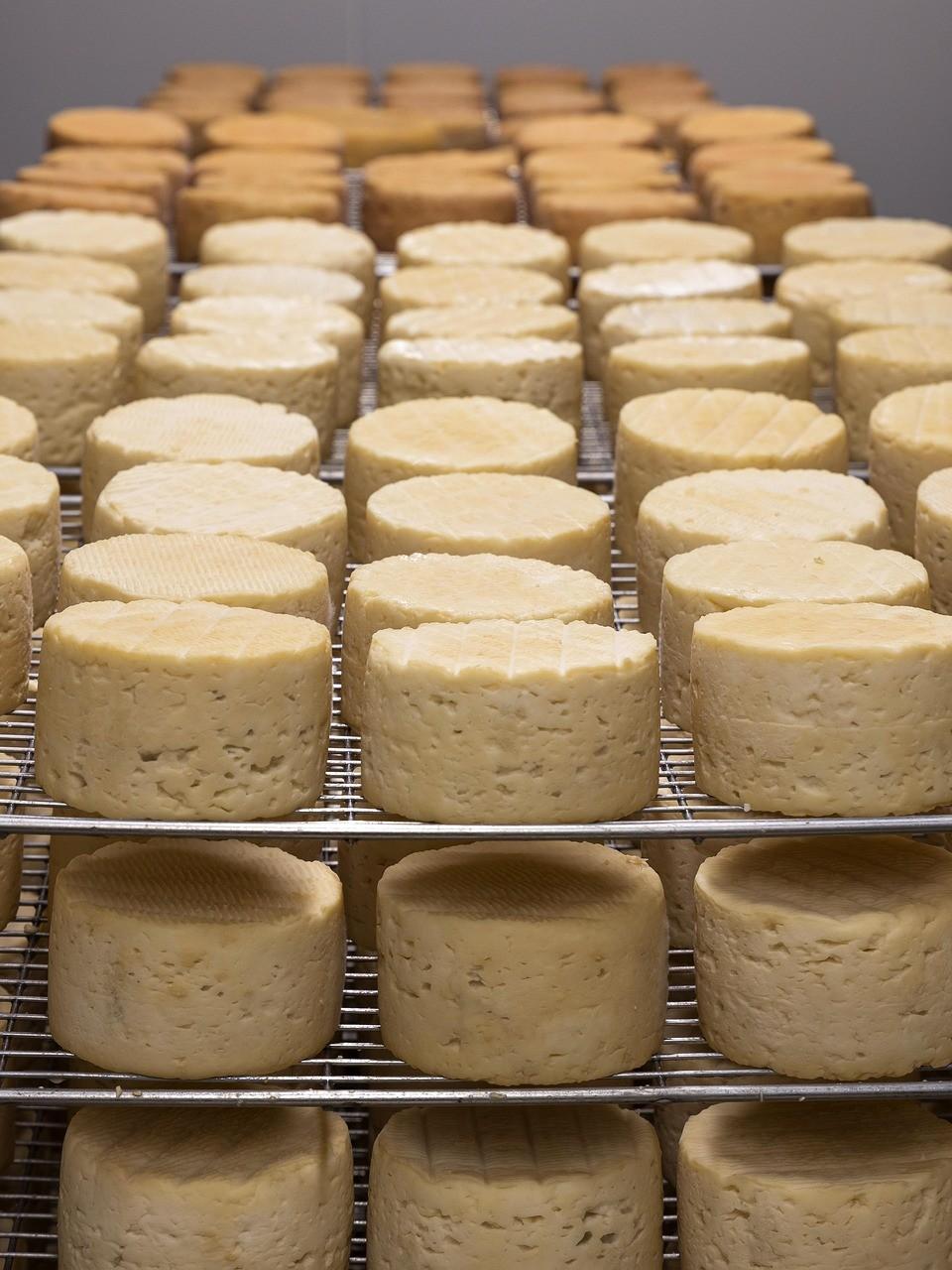 Cheese blocks aging on shelves