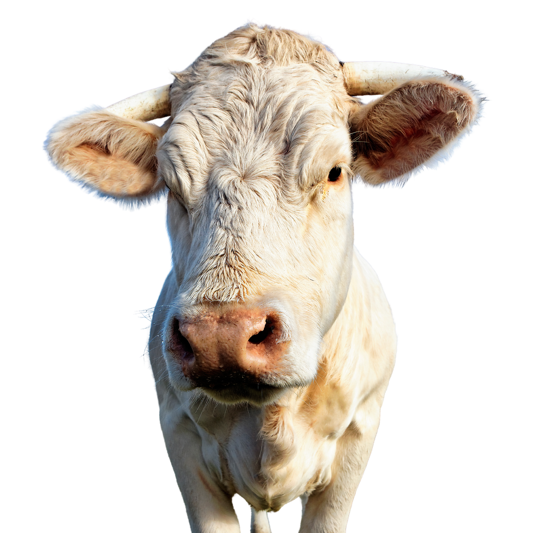 cow facing the camera