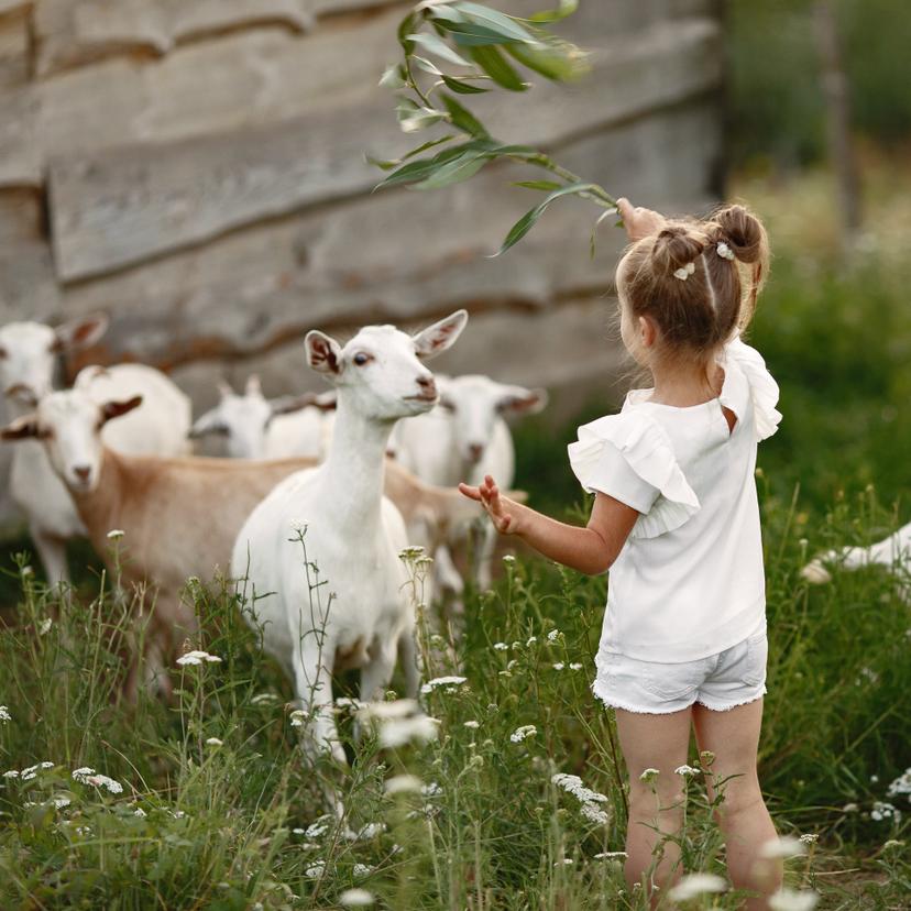 Enfant avec des chèvres